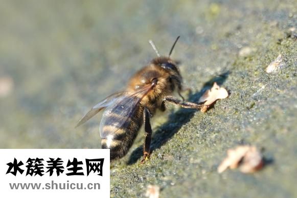 怎么去掉老年斑