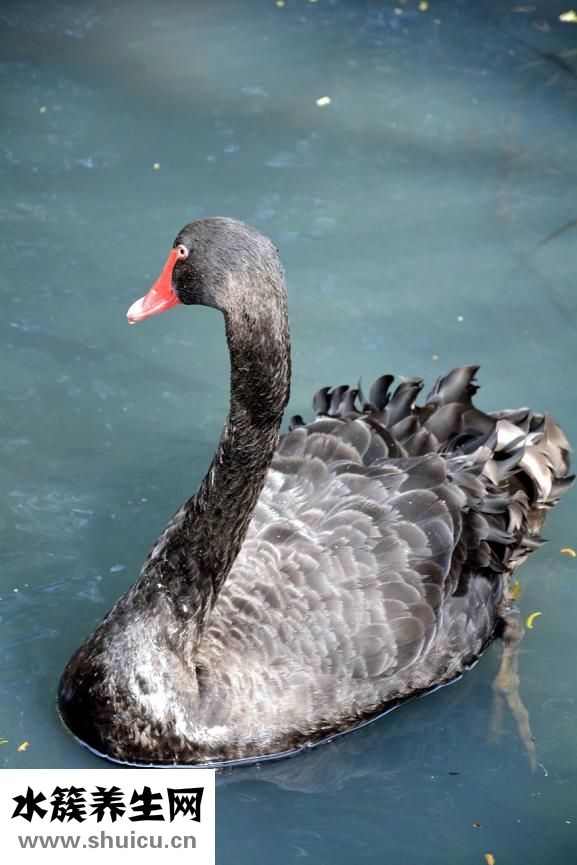 怎么去脖子皺紋