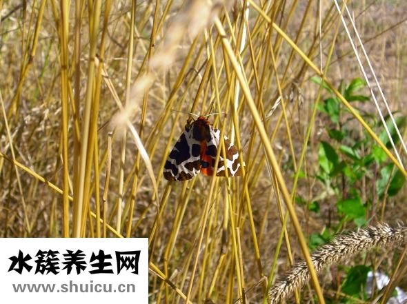 被蟲子咬了怎么辦