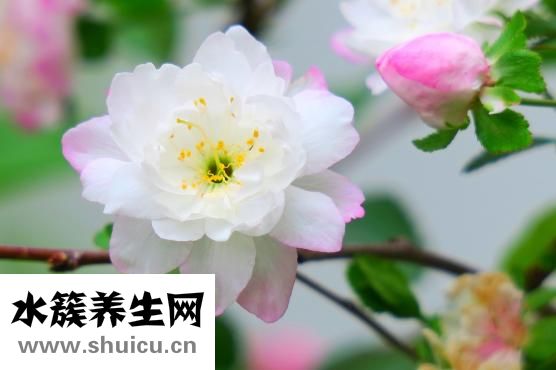 黃曉明為什么叫教主