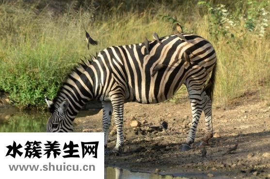 運動后多久喝水