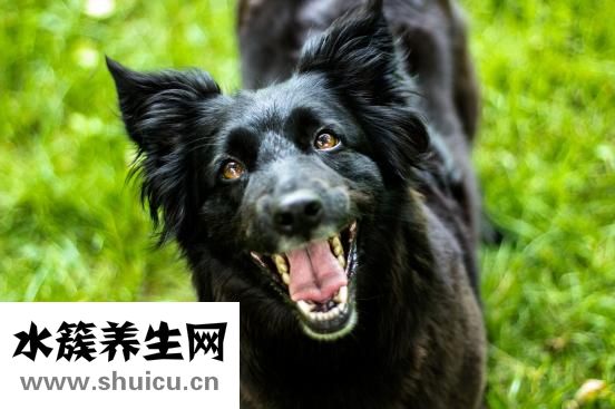 被貓抓破了怎么辦