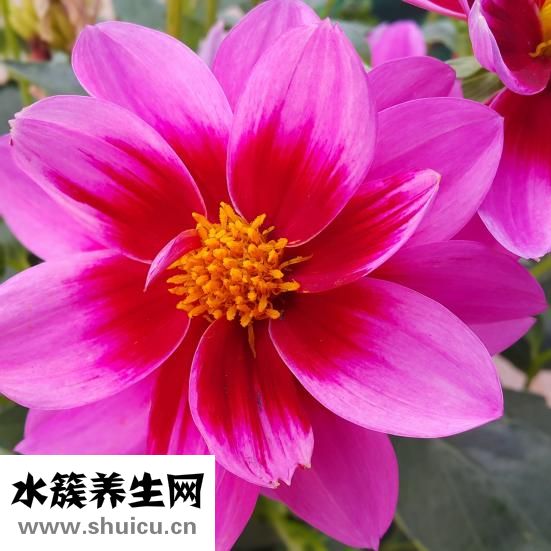 眉毛稀少怎么辦