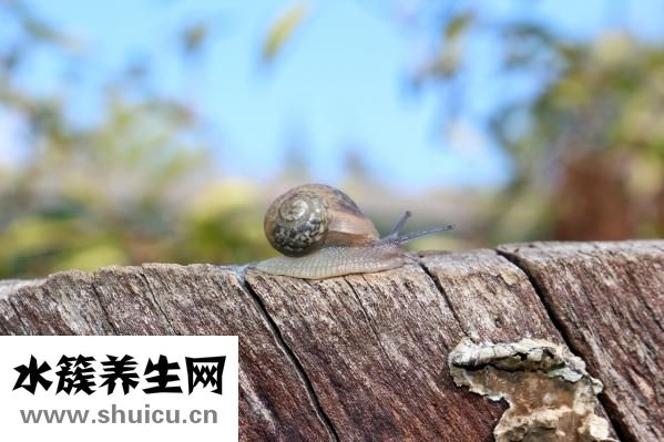 富貴竹怎么土養