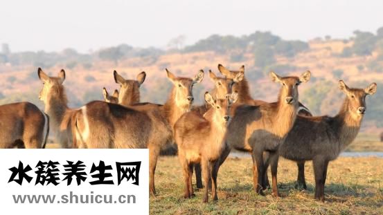 羚羊早安絲巾怎么樣