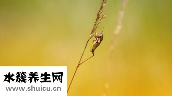 唐靈效果怎么樣