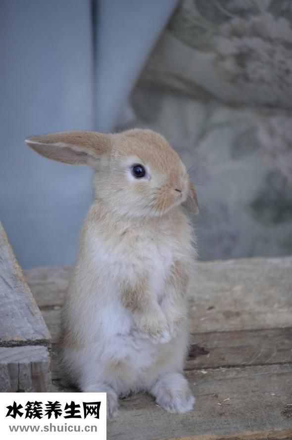 寶寶拉肚子怎么回事