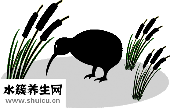 獼猴桃長怎么樣