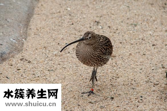 獼猴桃長怎么樣