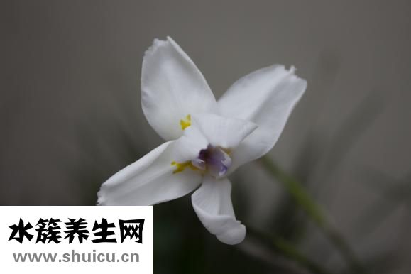 秋天盛開的花有哪些