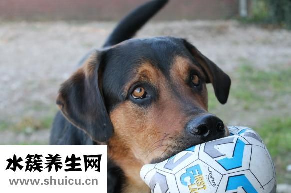 奧特金盾怎么樣