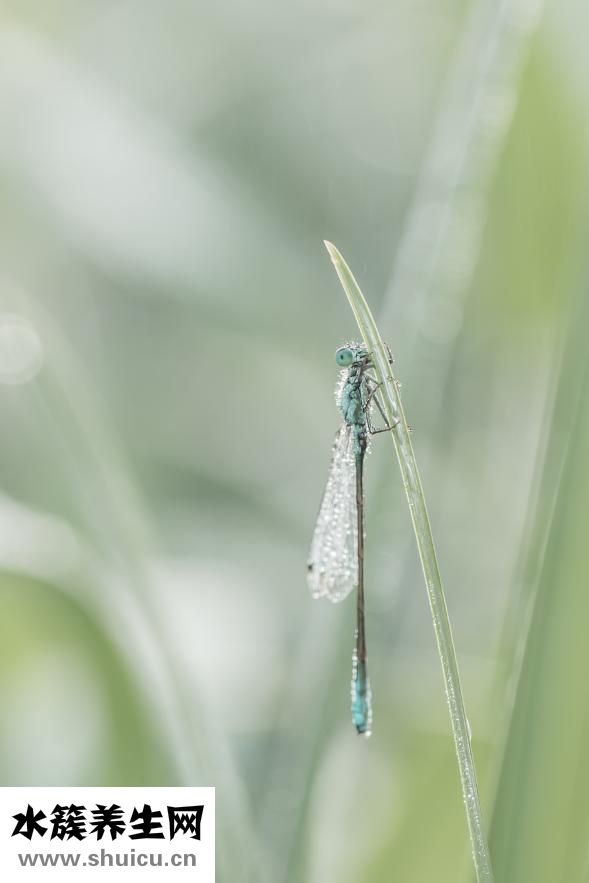 唐靈效果怎么樣