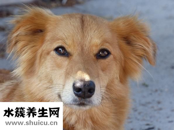 奧特金盾怎么樣