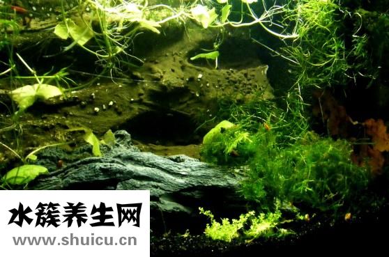 湯普集團怎么樣