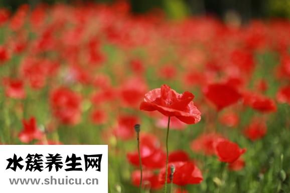 秋天盛開的花有哪些