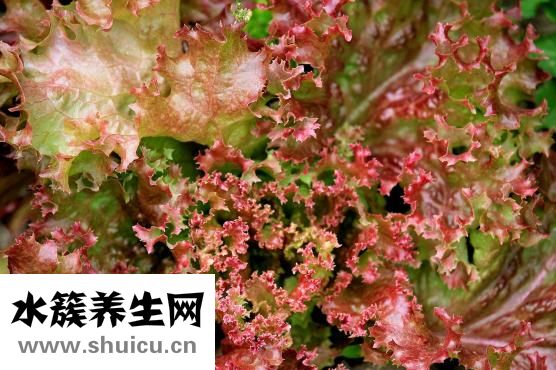 寶詩雅蓮怎么樣