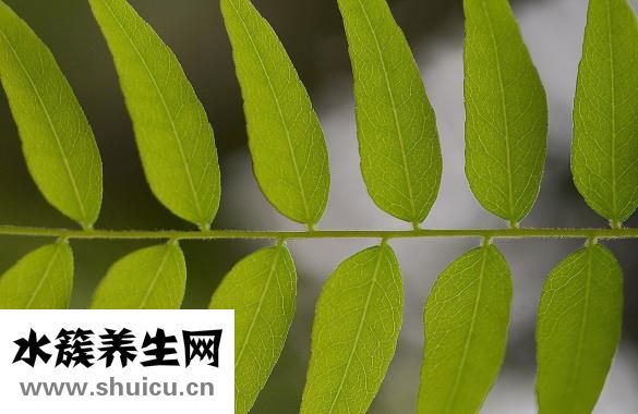 羊剪絨皮草怎么樣