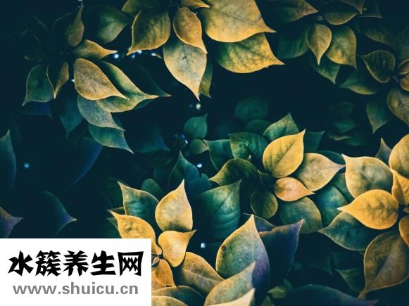 羊剪絨皮草怎么樣