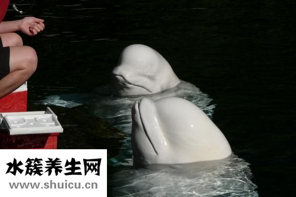 怎么樣給新生兒喂奶