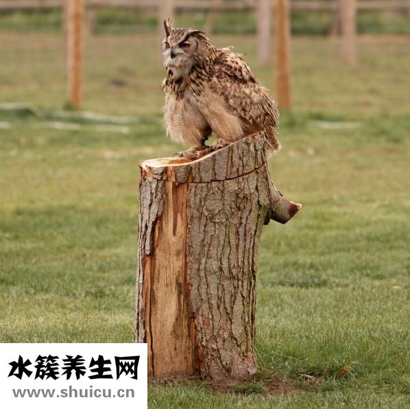 怎么樣可以變雙眼皮