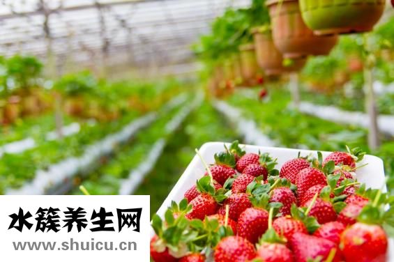 春天吃什么水果好