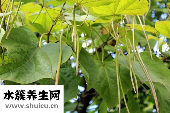 粽葉是什么葉子