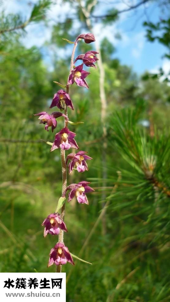 日光性皮炎怎么治