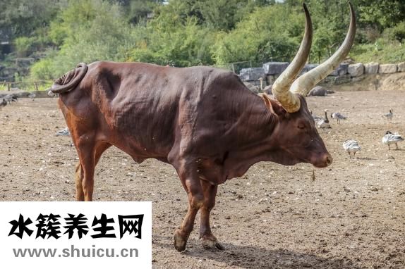 帥康燃氣灶怎么樣