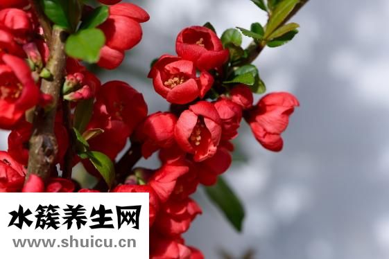 消化不良吃什么水果