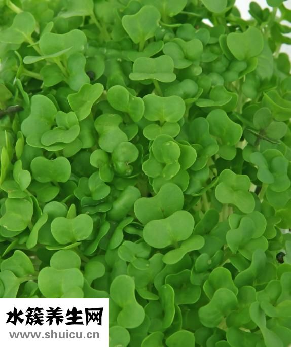 為什么長黃褐斑