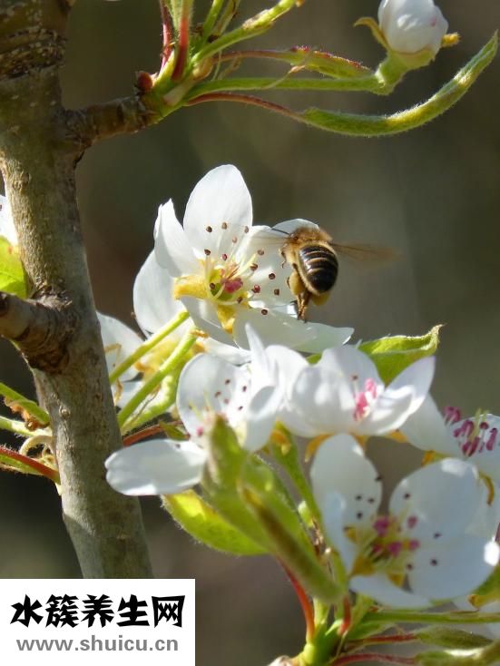 消化不良吃什么水果