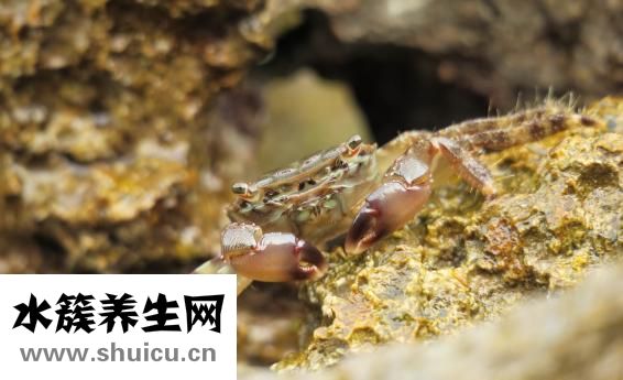 莫言的作品有哪些