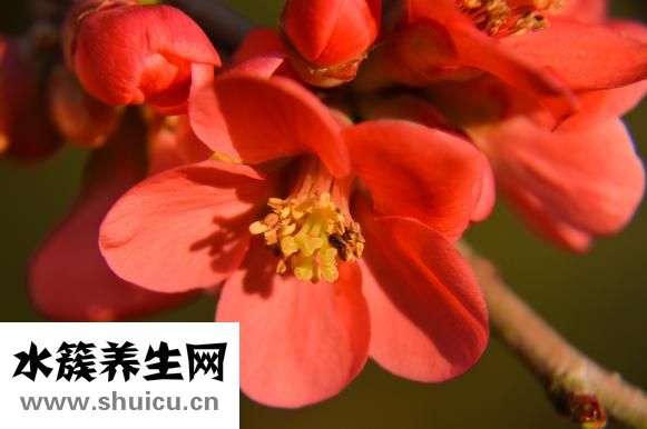 消化不良吃什么水果