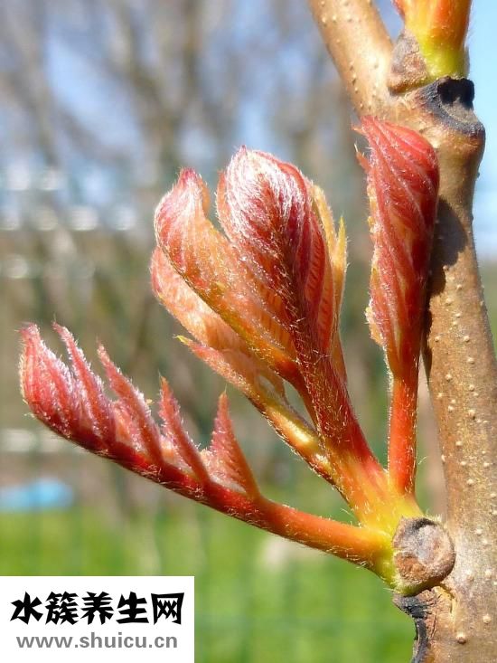 為什么得牛皮屑