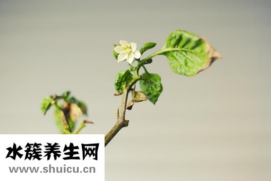 保羅名莎怎么樣