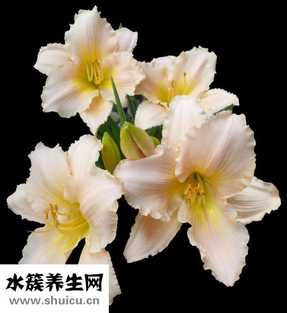 莉莉安的一天怎么樣