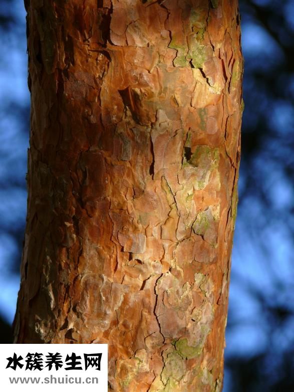 冠周炎吃什么藥