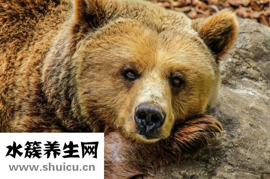 丹尼熊行李箱怎么樣