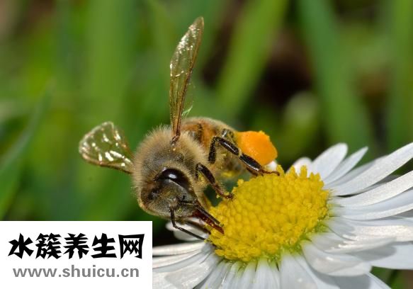 鐵樹的莖怎么樣