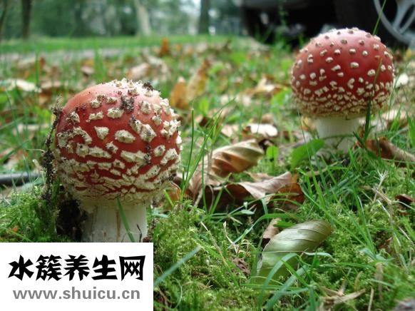 吃什么可以排毒養顏