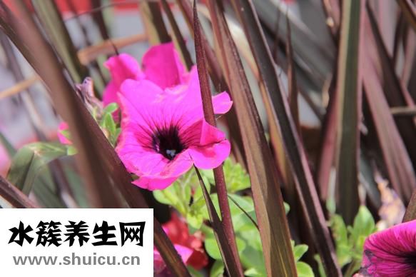 圣華曦藥業怎么樣