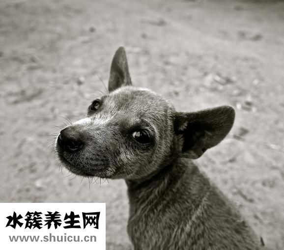 奇強皂粉怎么樣