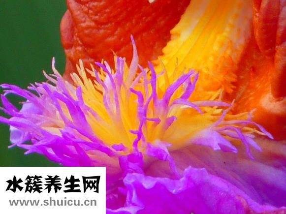 哪些茶葉屬于綠茶