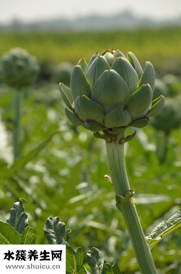 吃什么可以排毒養顏