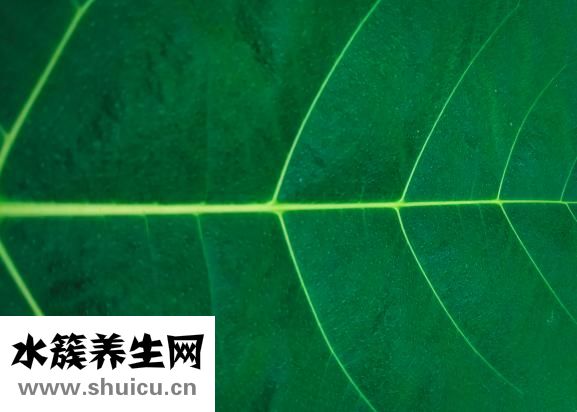 大便綠色怎么辦