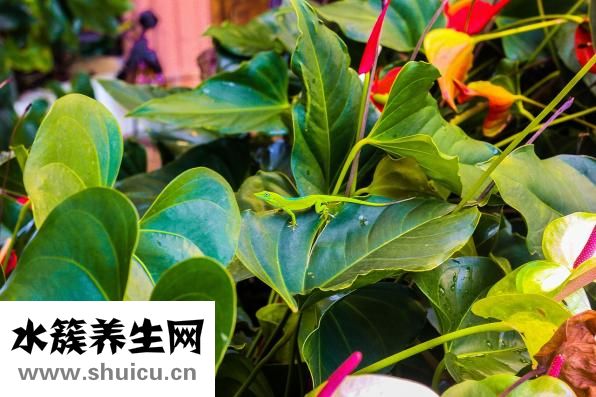 夢(mèng)見掉牙是怎么回事