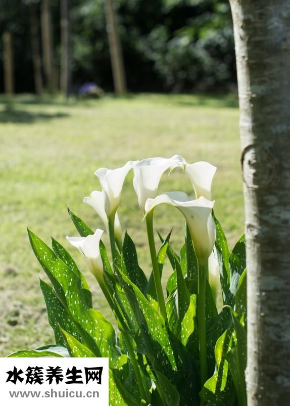 圣華曦藥業怎么樣