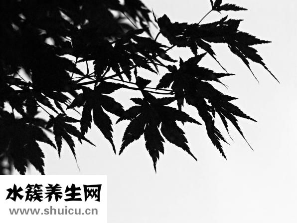 牙齒松動(dòng)吃什么藥