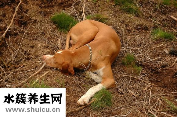 速購國際女裝怎么樣