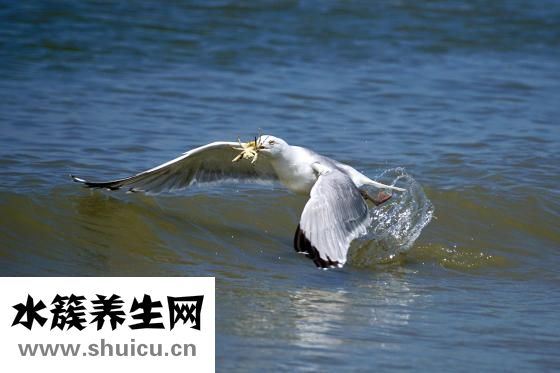 抽煙的人吃什么好